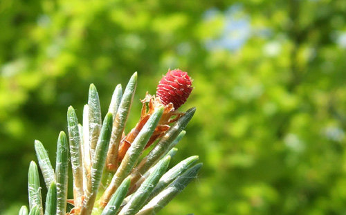 十一月十日生日花：蘇格蘭松（Scots Pine）