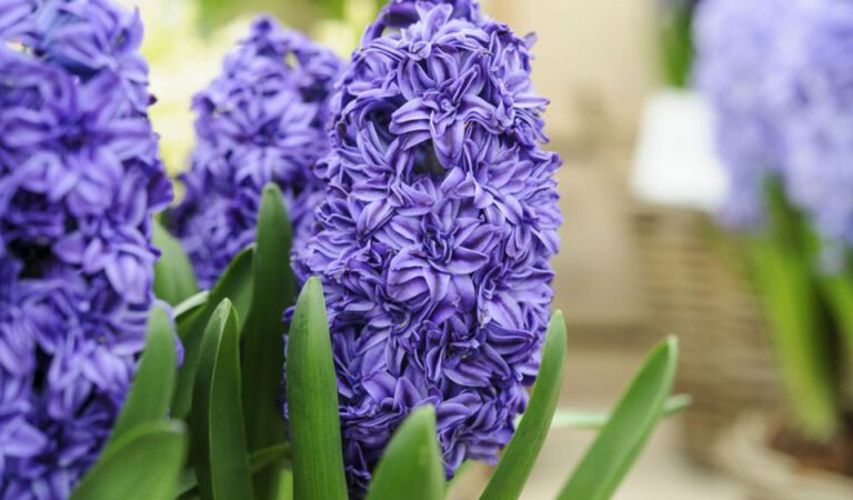 十一月十二日生日花：風信子（Common Hyacinth）
