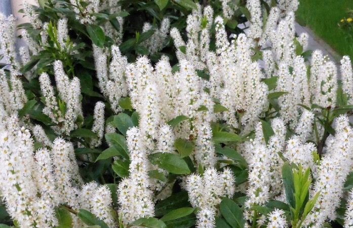 十一月十四日生日花：葡萄牙月桂樹（Portuguese Laurel）