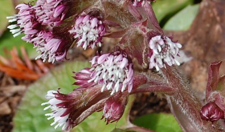 十一月十五日生日花：冬紫羅蘭（Winter Heliotrope）