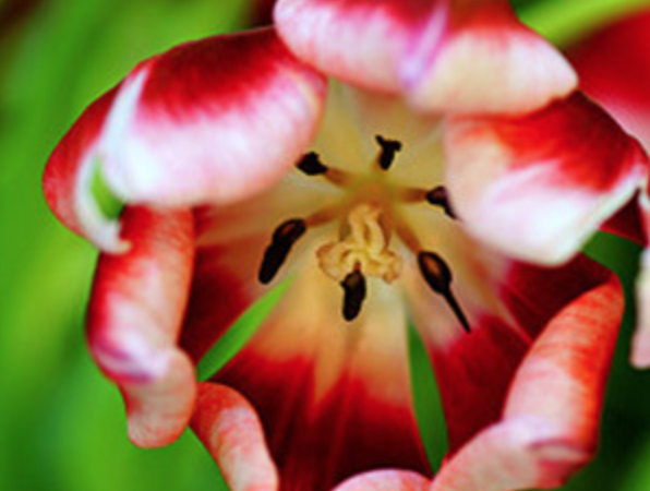 十一月七日生日花：煙霧花（Fumitory）