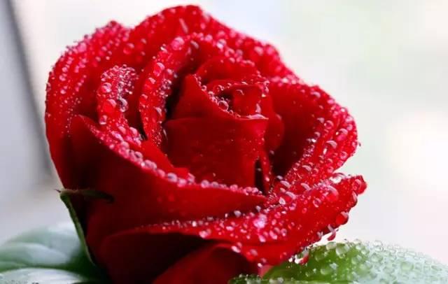 原來雪碧更護花